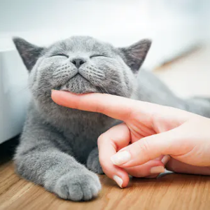 Purr