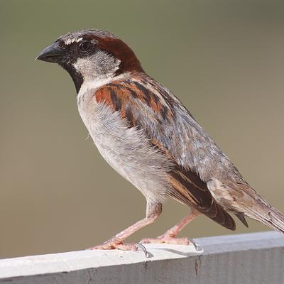 Sparrow