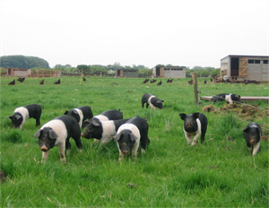Farm