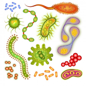 Germs
