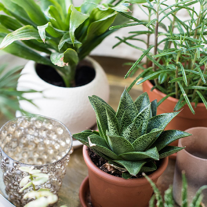 Plants