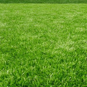 Grass