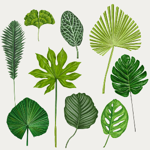 Botanical