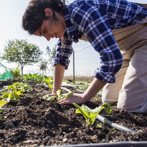 Cultivated