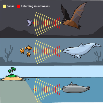 Echolocation