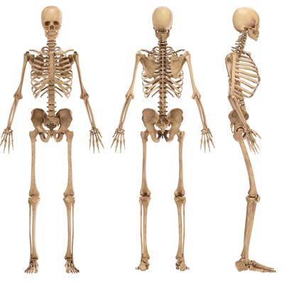 Bones