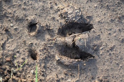 Footprint