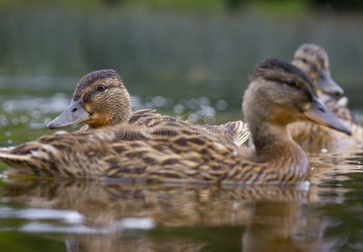 Duckling