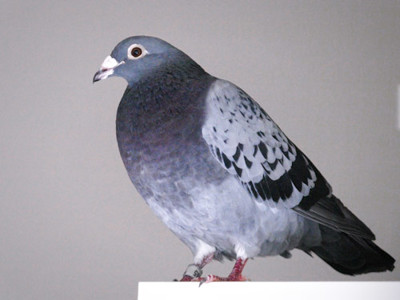 Pigeons