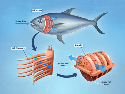 Gills
