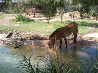 Zoos