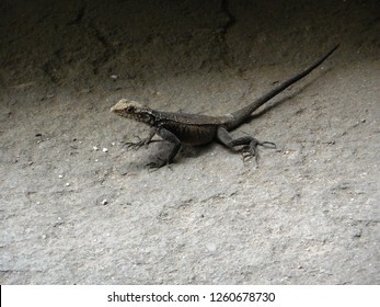 Chameleon