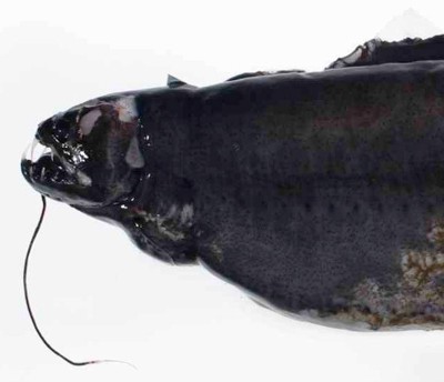 Dragonfish