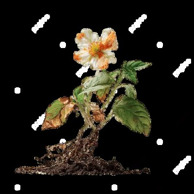 Wilted