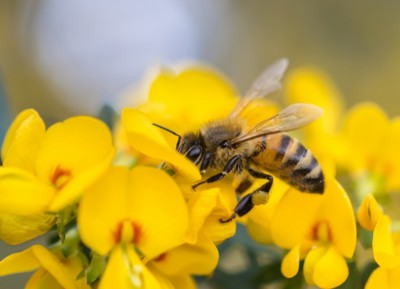 Pollinator