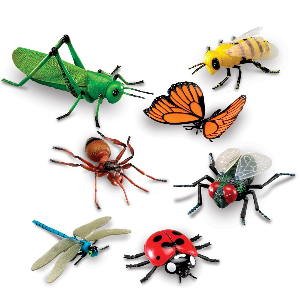 Insects