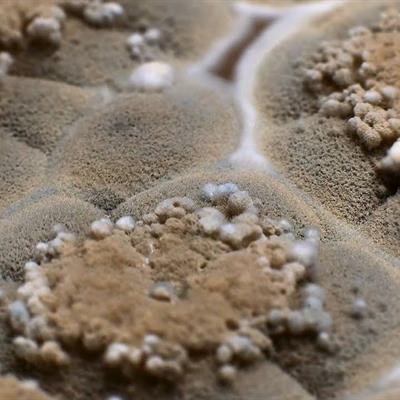 Mold