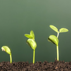 Growth