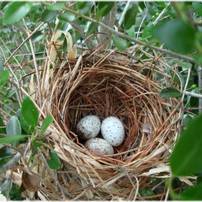 Nest