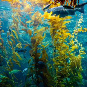 Kelp