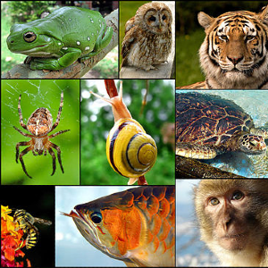 Animals