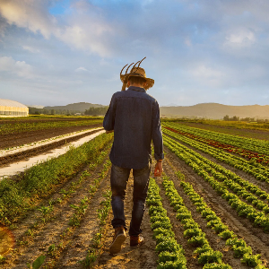Farmers
