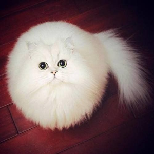 Furry