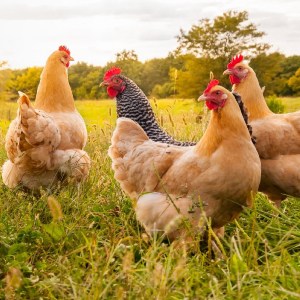 Chickens