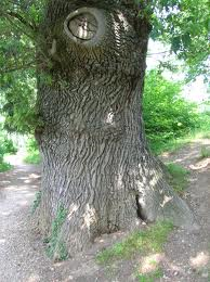 Trunk