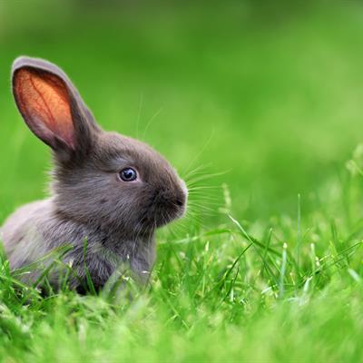 Rabbit