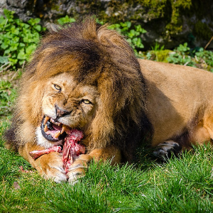 Predator