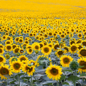 Abundance