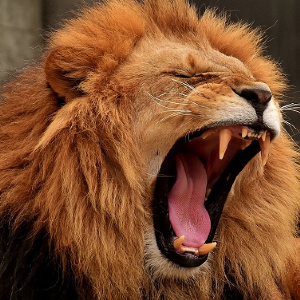 Roar