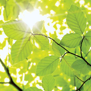 Leaves
