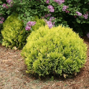 Shrub