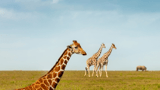 Animals