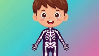 Bones Inside Your Body